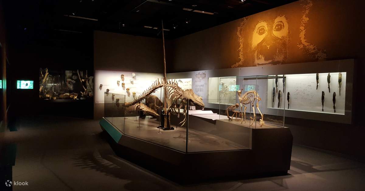 リーコンチェン自然史博物館 入館チケット（シンガポール） - Klook